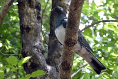Carpophage de Nouvelle-Zélande (New Zealand Pigeon / Kereru)